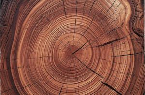 Anillos concentricos del tronco de un arbol, simbolizando el tratamiento de adicciones en Torremolinos
