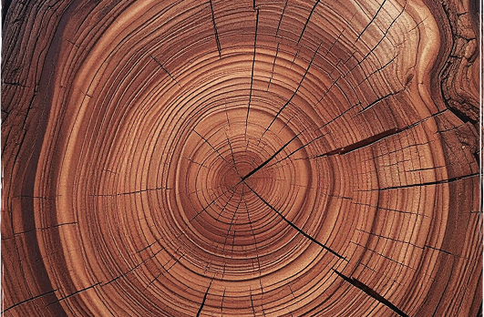 Anillos concentricos del tronco de un arbol, simbolizando el tratamiento de adicciones en Torremolinos